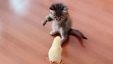 猫咪想抱小鸡不成，愤怒对小鸡左勾拳右勾拳，打的小鸡蒙圈了