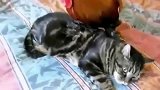 从前有一只猫，它养了一只小鸡，后来小鸡长大了，结局好搞笑！