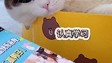 萌宠版抓鸭子、大型翻车现场创作灵感 萌宠出道计划 萌宠嘉年华 抓鸭子是什么梗 萌宠 猫