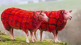 苏格兰农民为吸引游客将绵羊喷涂成格子图案，网友：羊是拒绝的