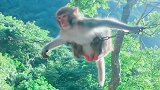 猴哥会武术谁也挡不住，搞笑系列第九期，笑到停不下来