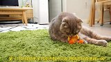 主人送玩偶给猫咪，猫咪的表现太失望了