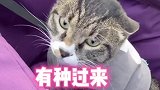 这个bgm里最怂的二哈。家乡刘伶醉新春共举杯  刘伶醉酒 哈哥猫妹