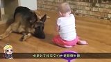 作为军犬的狗狗，要从娃娃抓起，从小就要开始训练
