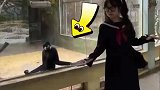 动物园长臂猿模仿女生，来回跑跳动作神同步