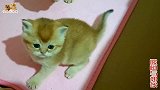 主人为龙凤胎小奶猫做了超大“跑道房”，网友：小奶猫比人都幸福