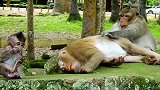 猴孩儿真懂事，看见母猴在休息，就跑到别处玩！