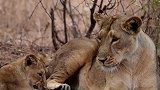 动物世界：母狮与幼崽