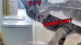 喵星的迷惑行为