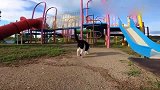 在公园碰到一只玩滑梯的猫咪，没有主人可能是流浪猫，好想带回家