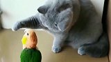 当美国蓝猫遇上鹦鹉，是这种反应。