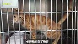 一只做过截肢手术的流浪猫,虽然只有3条腿,却十分可爱亲人