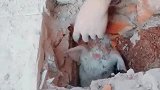 猪：主人快救我，我都被卡半天了！