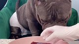 恶霸犬的日常生活