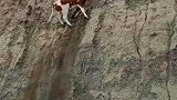 小牛迎着峭壁奋力向上攀爬