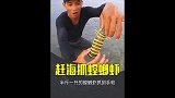 赶海牛人带着铁楸在沙滩抓螳螂虾，半斤一只的螳螂虾抓到手软