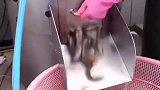 男人的最爱泥鳅汤，不懂的去搜搜看
