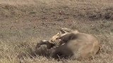 为了一块肉，母狮被雄狮一口咬断“脊梁骨”，下场太惨了！