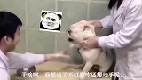 不就是打个针嘛，瞧给你害怕的，要不要先打个麻药再打针？