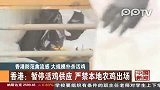 香港：防范禽流感 大规模扑杀活鸡