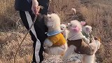 毛孩子太棒了，为他们骄傲
