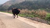 我们家可乐，应该是全网唯一一只牧牛犬了吧