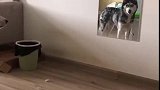 狗子：不可思议，我竟如此帅气！