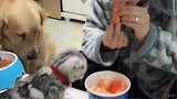 主人假装吃方便面，给金毛吃狗粮，结果主人技高一筹，笑喷了