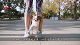 世界上最小的5种狗，每一只都很萌！