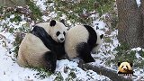 雪地里的熊猫贝贝彻底撒了欢，跟妈妈嬉戏打闹嗨的不行