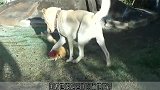 狗和鸡打完架后，下一秒狗狗把全家人都逗乐了！