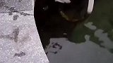 小猫落水狗子一跃而下，勇救小猫上岸！网友万物有灵，狗狗真暖