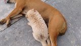 狗子：走开点，别打扰我吃饭，我又不是你妈妈！