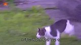 野鸡抢夺猫咪食物，没想到想到猫咪是这样的反应，镜头记录全过程