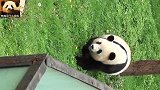 熊猫思嘉身材肥美，是当之无愧的微笑女神，太美了