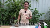 夏季养多肉，这招补水法，100％安全，不接受反驳