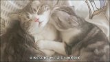 猫咪的睡觉姿势会发生哪些有趣的事情？猫咪：好春光不如梦一场！