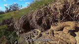 作为五毒之首的蜈蚣，却毒不死公鸡？专家一针见血说出原因