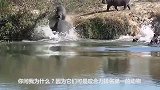 河马怎么看着不对劲仔细看身上爬满乌龟，镜头拍下全过程