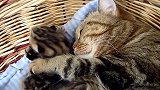 搂着小奶猫睡觉的猫妈妈，这画面，真是温馨呢！