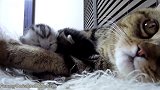 守护小猫咪的猫妈妈，这护崽子的架势，竟有点可爱！