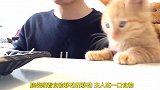 小奶猫看主人吃饭，吃不上就舔毛发舔桌子，太萌了