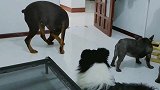 边牧动了坏心眼，天天跟着杜宾，主人我怎么才能看住边牧