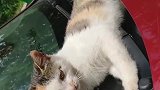 猫：走开点，别打扰我晒太阳！
