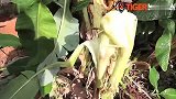 格斗-14年-老虎泰拳馆教练踢腿砍倒香蕉树-新闻