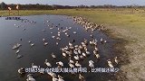 时隔35年全球最大猫头鹰再现，比熊猫还稀有，网友：杨过是真的