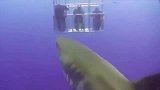 鲨鱼看到潜入海底的人类，便给他们送上了一份大“礼物”！