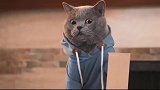 猫咪做完家务后很生气,把主人解雇了