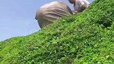 将巨物从山顶滚落下来，半山腰的人竟想徒手接住