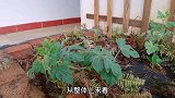 西瓜成长记第31天：雨季中的西瓜
